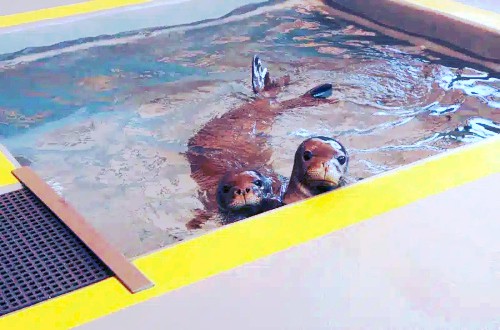 Ke Kai Ola: Saving the Hawaiian Monk Seal