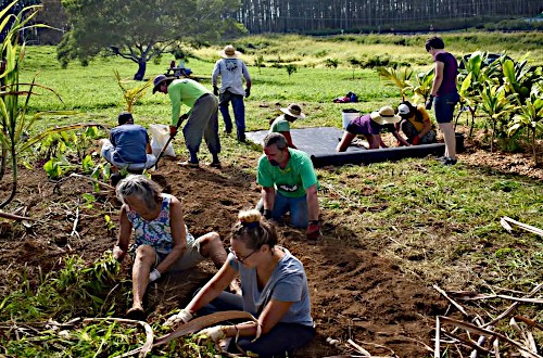 Hamakua Harvest